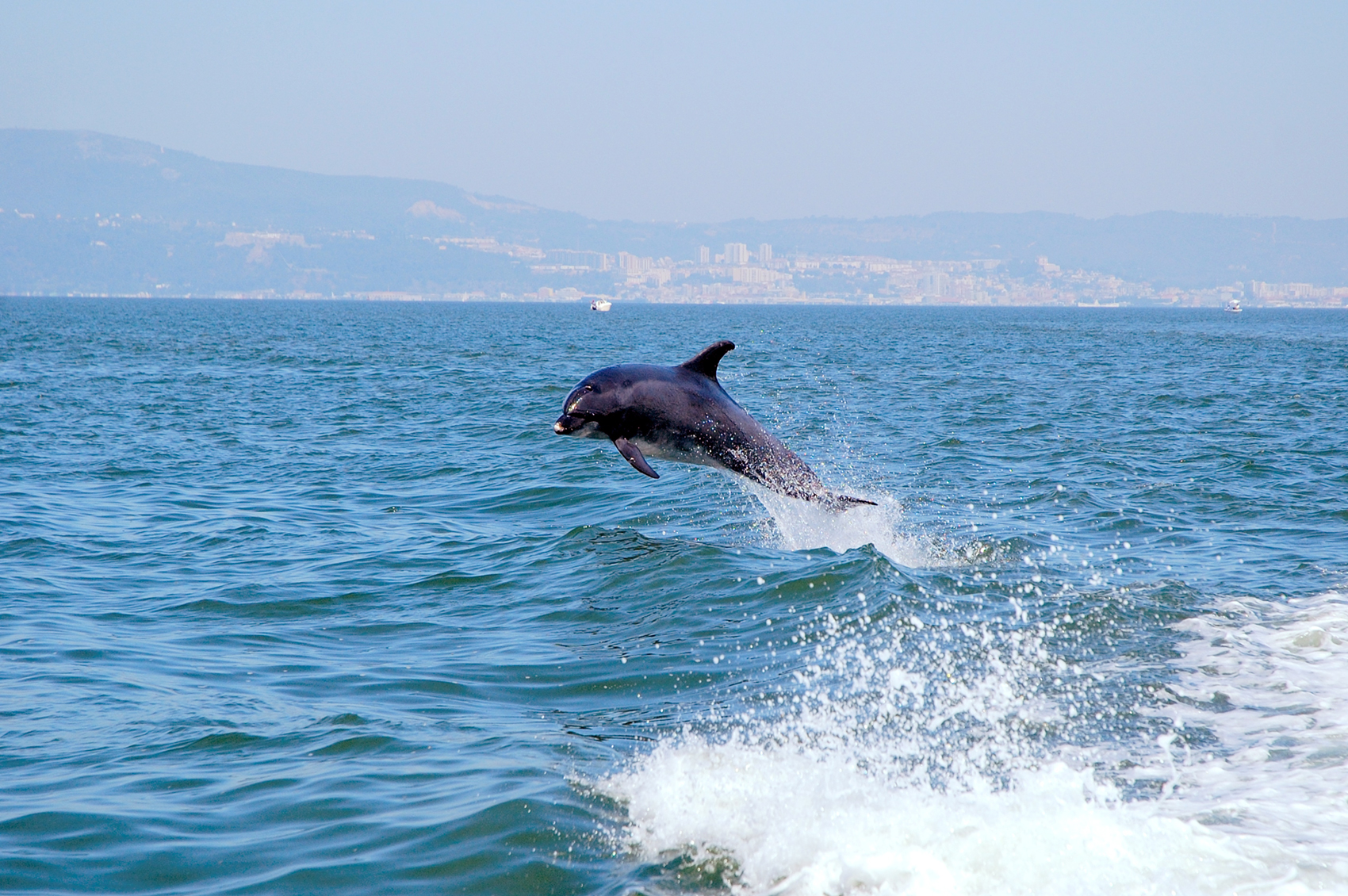 Arrábida - Dolphin Watching  | © Turismo de Lisboa |